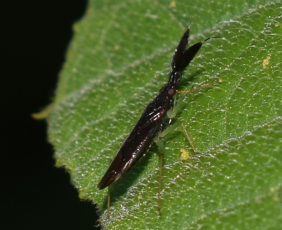 Piccolo insetto con antenne vistose